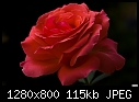 Red rose-red-rose.jpg