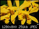 Yellow orchid-yellow-orchid.jpg