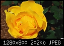 Yellow rose-yellow-rose.jpg