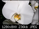 -orchid-1.jpg