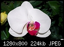 Orchid 3-orchid-3.jpg