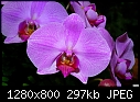 Orchid 2-pink-orchid-2.jpg