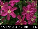 Various Flowers  - Clematis_2001.jpg (1/1)-clematis_2001.jpg