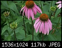 Various Flowers  - Coneflower_purplexx_2000.jpg (1/1)-coneflower_purplexx_2000.jpg