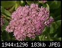 Various Flowers  - Flowers-Sedum.jpg (1/1)-flowers-sedum.jpg