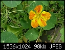 Various Flowers  - Nasturtium_2_1999.jpg (1/1)-nasturtium_2_1999.jpg