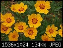 Various Flowers  - Coreopsis_Brown-Eyes1_2000.jpg (1/1)-coreopsis_brown-eyes1_2000.jpg