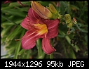 Various Flowers  - Daylily-Mauve.jpg (1/1)-daylily-mauve.jpg