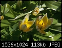 Various Flowers  - Tulipa-Turkomania_CU_2_2001.jpg (1/1)-tulipa-turkomania_cu_2_2001.jpg