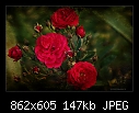 Textured Roses-2240-c-2440-textrose-26-03-09-40-400.jpg