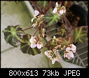 Begonia-begonia-dsc02928.jpg