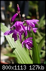 Chinese orchid-bletilla-striata-dsc02928.jpg