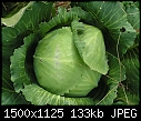 Macros  - Cabbagehead.jpg (1/1)-cabbagehead.jpg