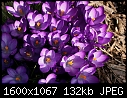 Spring  - Crocus-1.jpg (1/1)-crocus-1.jpg