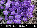 Spring  - Crocus-3.jpg (1/1)-crocus-3.jpg