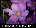 Spring  - Crocus-CU2.jpg (1/1)-crocus-cu2.jpg