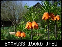 Fritillaria imperialis-04118328www-mangl-.jpg