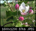 Spring  - Apple-Blossoms_Jonathan-3.jpg (1/1)-apple-blossoms_jonathan-3.jpg