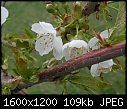 Spring  - Cherry-Whitegold_flo#AB2F43.jpg (1/1)-cherry-whitegold_flo-ab2f43.jpg