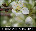 Spring  - Amer-Plum-Toka_flowers-CU.jpg (1/1)-amer-plum-toka_flowers-cu.jpg