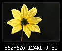 Yellow Dahlia-2839-c-2839-yelldahlia-15-04-09-40-300.jpg
