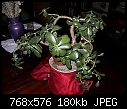 Jade plant from babies. - SDC12532.JPG (1/1)-sdc12532.jpg