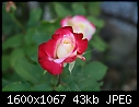Rose  - Rose-Red-n-White.jpg (1/1)-rose-red-n-white.jpg