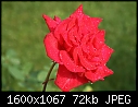 Rose  - Rose-Red-Wet.jpg (1/1)-rose-red-wet.jpg