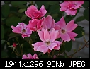 -rose-single-pink-4.jpg