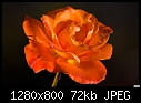 Orange rose - soft focus-orange-rose-soft-focus.jpg
