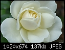 My white rose-my-white-rose.jpg