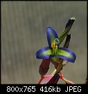 Bilbergia closeup-bilbergia-saundersii-flower-dsc02974.jpg