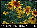Odds-n-Ends  - Gloriosa_Daisy_type1_2000.jpg (1/1)-gloriosa_daisy_type1_2000.jpg