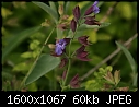 Odds-n-Ends - Purple-flower-UFO.jpg (1/1)-purple-flower-ufo.jpg