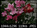 Roses II - Rose-Single-Pink-3.jpg (1/1)-rose-single-pink-3.jpg