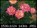 Roses II - Rose-Arizona_2_2000.jpg (1/1)-rose-arizona_2_2000.jpg