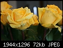 Roses II - Yellow-Roses-1.jpg (1/1)-yellow-roses-1.jpg