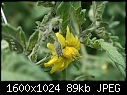 Veggie Flowers - Tomato-flower.jpg (1/1)-tomato-flower.jpg