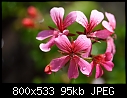 Pelargonia-04270517www-mangl-.jpg