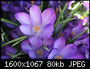 Signs of Spring - Crocus-1.jpg (1/1)-crocus-1.jpg