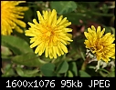 Signs of Spring  - Dandelion-2.jpg (1/1)-dandelion-2.jpg