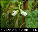 Veggie Flowers - Bean-flowers_Mayflower.jpg (1/1)-bean-flowers_mayflower.jpg