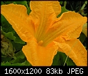 Veggie Flowers - pumpkin-flower.jpg (1/1)-pumpkin-flower.jpg