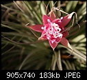 T. houston flower-t-houston-64dsc02997.jpg