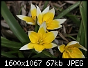 Tulipa Turkomania  - Turkomania-1.jpg (1/1)-turkomania-1.jpg
