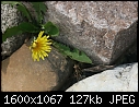 Taraxacum officinale  - Dandelion-3.jpg (1/1)-dandelion-3.jpg