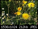 Crepis capillaris - Wildflower-Yellow.jpg (1/1)-wildflower-yellow.jpg