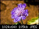 Purple flower with worm-purple-flower-worm.jpg