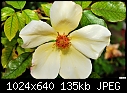 5 Petal pale yellow rose-5-petal-pale-yellow-rose.jpg