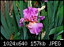 Pink iris - bug eaten-pink-iris-bug-eaten.jpg